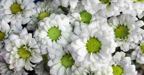 White Chrysanthemums or White Mums flowers background. Flower with yellow-green core and white petals.