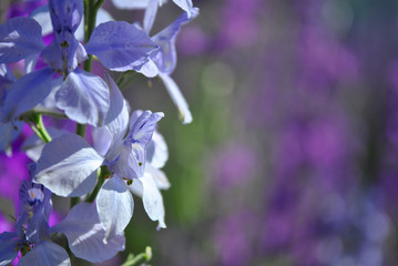 Purple soft flowers blooming, green blurry bokeh background,