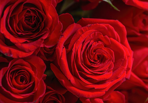 Close up Red roses background. Natural texture and patten background. Floral background.