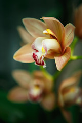 Exotic plants and flowers in botanical garden in close up
