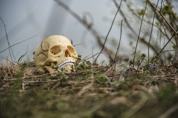 human skull dug out of the ground