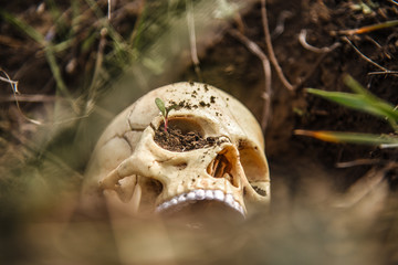 human skull dug out of the ground