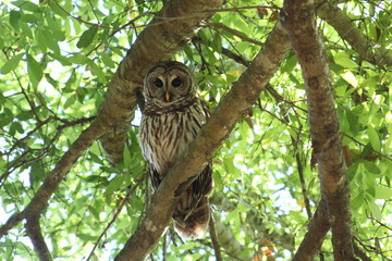 barred owl