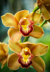 Exotic plants and flowers in botanical garden in close up