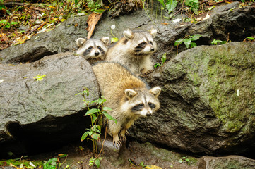 Naklejka premium Familia de mapaches