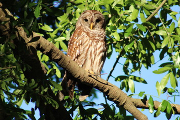 barred owl on a branch