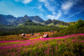 Hala Gąsienicowa w Tatrach usłana kwiatami wierzbówki kiprzycy - obrazy, fototapety, plakaty