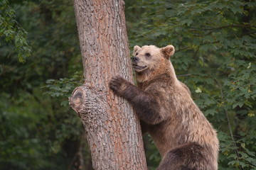 A brown bear is seen in a forest at the Bear Sanctuary Domazhyr near Western-Ukrainian city of Lviv