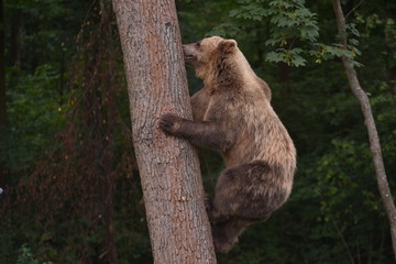 A brown bear is seen in a forest at the Bear Sanctuary Domazhyr near Western-Ukrainian city of Lviv