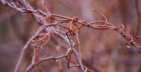 Dew Drops on Bramble Sticks
