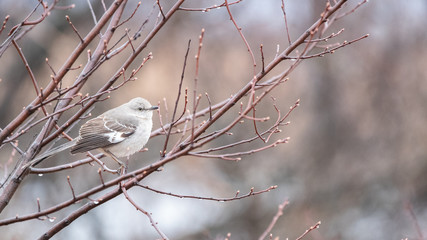 Northern Mockingbird 