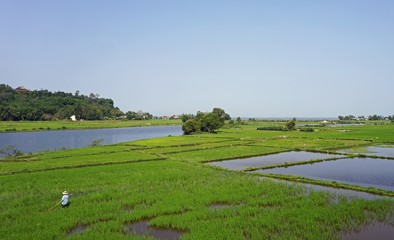 large rice fields around hue