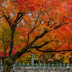 Arashiyama foliage colors.  Kyoto, Japan.