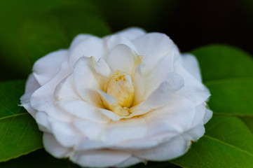 Blossom of white camellia , Camellia japonica with green leaves behind