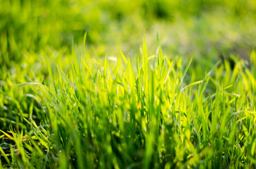 Beautiful bright green grass. The sun's rays illuminate the grass in the park.