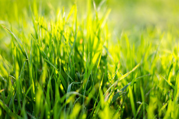 Beautiful bright green grass. The sun's rays illuminate the grass in the park.