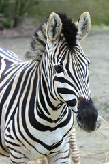 Fototapeta na wymiar Zebra (Hippotigris) Pattern Texture Close-up