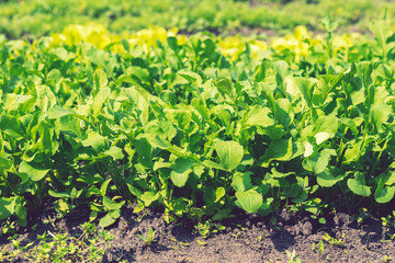 Green vegetable farm under sunlight. Growing vegetables in the garden. lettuce patch in the vegetable field under sunshine