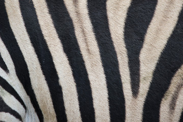 Zebra (Hippotigris) Pattern Texture Close-up