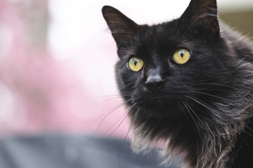 black fuzzy cat with green yellow eyes staring off into distance foreground head only