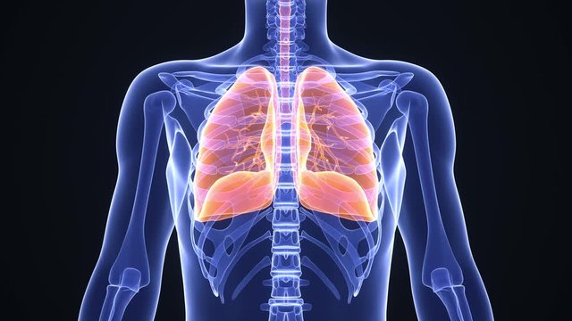 Healthy man breathing regularly. Lungs highlighted in orange. Anatomical x-ray rendering. Realistic high quality medical 3d animation. Seamless looping