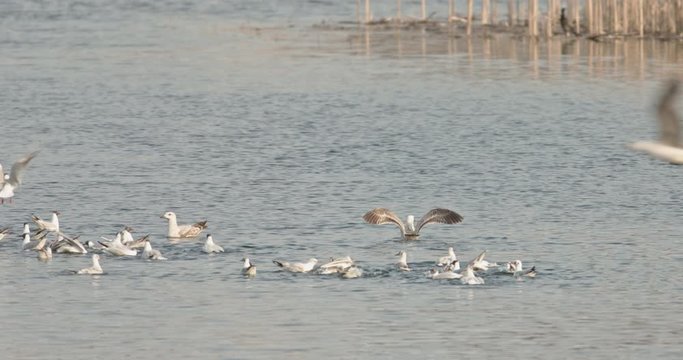 Seagulls flying over the water. Seabirds in wild life biodiversity of insular ecosystems. Sea birds and island communities, Biodiversity awareness conservation of insular species in Delta Vacaresti