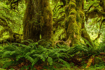 Moss covered trees in a rain forest in the pacific northwest