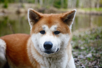 portrait of a dog of breed Akita to Ying