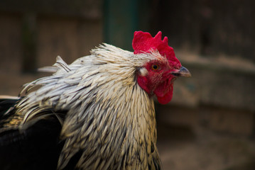 rooster in the farm