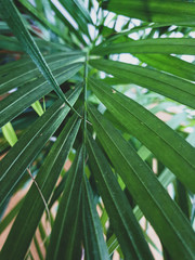Image of leaves of a decorative palm plant
