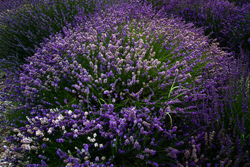 Purple Lavender blooming in the pacific northwest