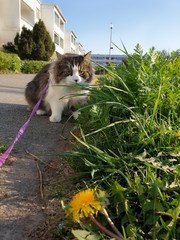 Obraz premium walking a Norwegian forest cat in a leash hiding in a bush