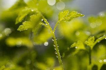 dew on a parsley leaf