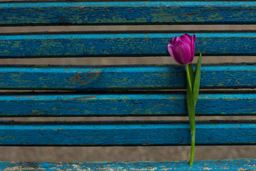 blue wooden,old, shabby background with fresh flowers and tulips