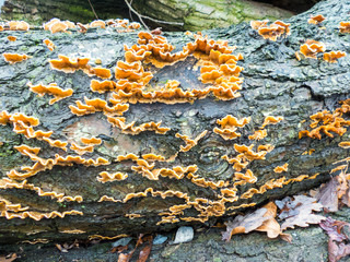 rainbow bracket (in german Schmetterlings-Tramete) Trametes versicolor, Coriolus versicolor,...