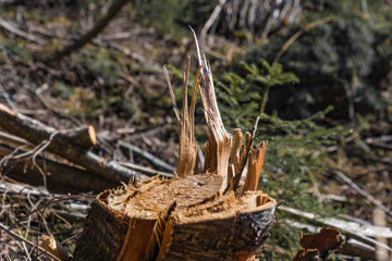 Fototapeta premium Stumpf eines gefällten Baumes