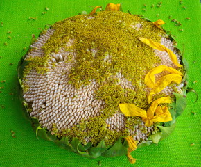 sunflower seeds