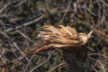 Abgerissener Ast eines Baumes