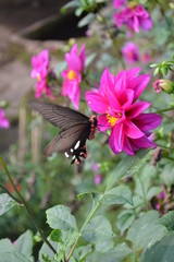 butterfly on flower