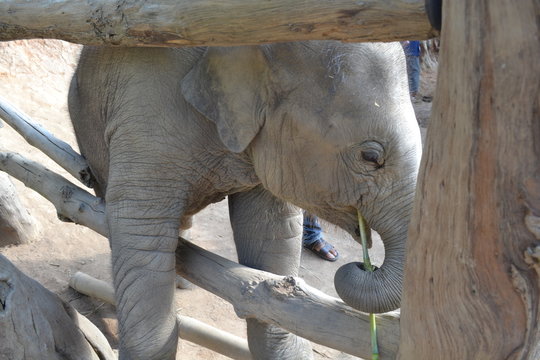 Baby Elephant Eating