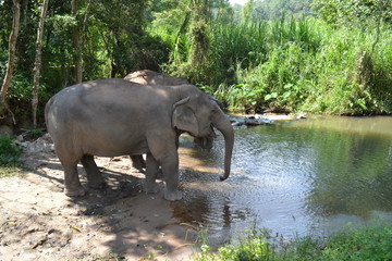 Fototapeta na wymiar elephant family in water