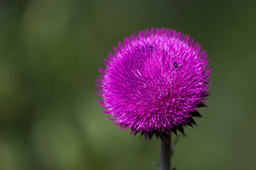 Purple Thistle Bloom in the Sunshine