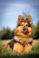 Bohemian Shepherd Portrait in Nature