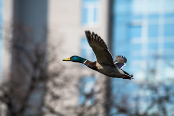 Young duck mallard on lake autumn nature action life wild 