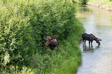 Fototapeta na wymiar Moose by a River in Grand Teton National Park