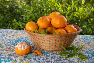 Cestino di mandarini appena colti su tavola