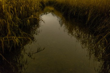 straw reflection in water
