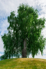 Fototapeta premium tree on a hill