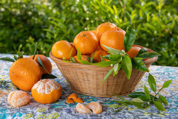 Cestino di mandarini appena colti su tavola all'aperto