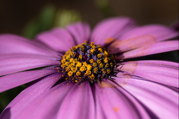 purple spanish daisy closeup with soft bokeh